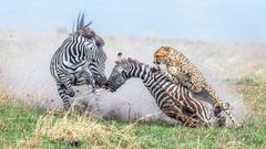 In first place in the Behavior — Mammals category, Alexander Brackx photographed a mother zebra and foal under attack from a cheetah in Kenya's Maasai Mara National Reserve.