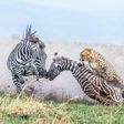 In first place in the Behavior — Mammals category, Alexander Brackx photographed a mother zebra and foal under attack from a cheetah in Kenya's Maasai Mara National Reserve.