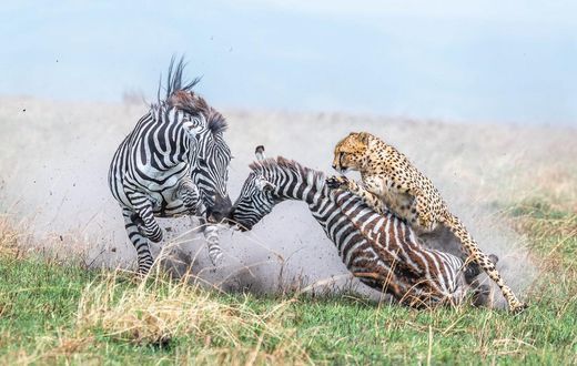 In first place in the Behavior — Mammals category, Alexander Brackx photographed a mother zebra and foal under attack from a cheetah in Kenya's Maasai Mara National Reserve.