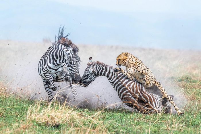 In first place in the Behavior — Mammals category, Alexander Brackx photographed a mother zebra and foal under attack from a cheetah in Kenya's Maasai Mara National Reserve.