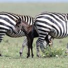 The baby mutated Zebra at Maasai Mara Reserve. (Wildest Africa)