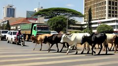 An AI-generated image depicting cows crossing a road in Nairobi, Kenya