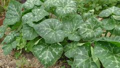 Pumpkin leaf: The health benefits of this plant are unbelievable [Healthy Advice]