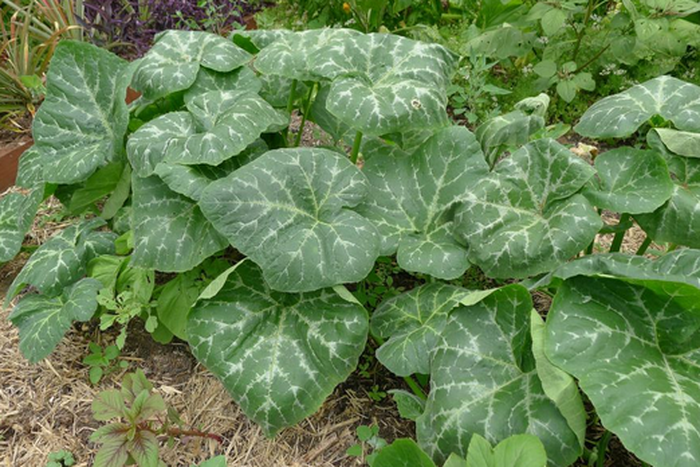 Pumpkin leaf: The health benefits of this plant are unbelievable [Healthy Advice]