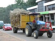A West Kenya Sugar Company tractor ferries cane on September 27, 2015