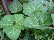 Pumpkin leaves or misheveve