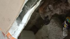 KWS officers capture hyena which strayed into a miraa kiosk in Nakuru