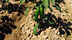 An image of Tobacco plant