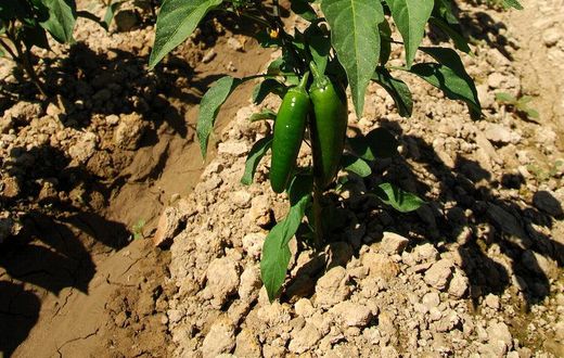 An image of Tobacco plant