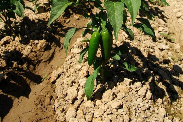 An image of Tobacco plant