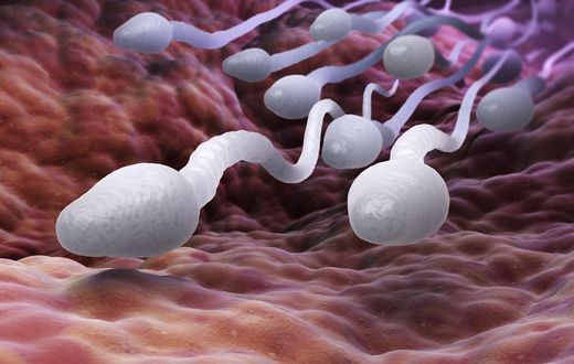 sperme-spermatozoides