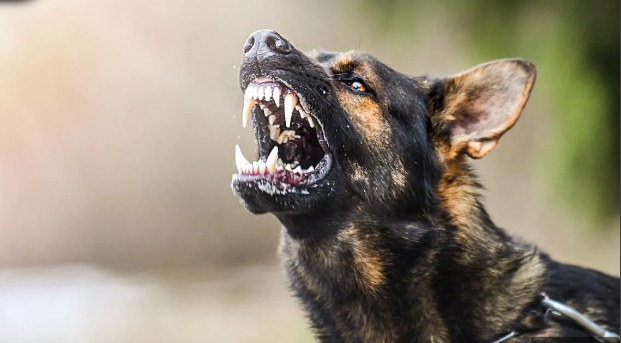 German Shepherd [GSDColony]