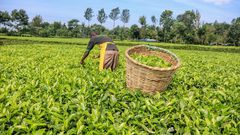 Tea plantation in Kenya