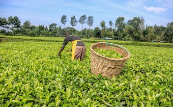 Tea plantation in Kenya
