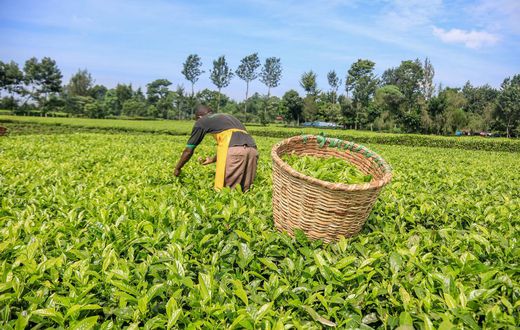 Tea plantation in Kenya