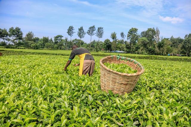 Tea plantation in Kenya