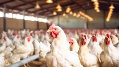 Chicken farm [Adobe Stock]