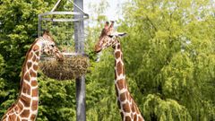 Giraffes eating hay [Image: Mateusz Feliksik]