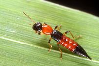 Nairobi fly