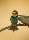 In "Seriously?" by Anna Wiazowska, a bird seemed to struggle to understand the concept of personal space.