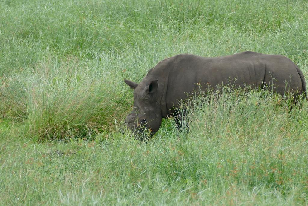 White rhino