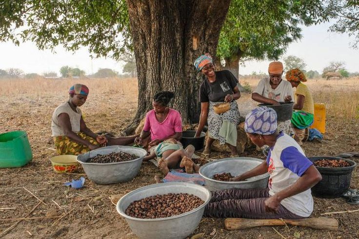 Ghanaian farmers harvesting Shea nuts