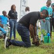Mr John Gachora, Group Managing Director of NCBA plants a tree on World Environment Day