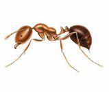 Harvester ant