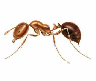 Harvester ant