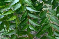 A photo  of Neem leaves