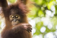 Critically endangered Sumatran orangutan at the Sumatran Orangutan Conservation Program’s  quarantine center outside Medan, Sumatra, Indonesia. [Photo: Paul Hilton for RAN]