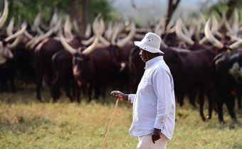 President Museveni at his farm in Kisozi, Gomba recently/Instagram