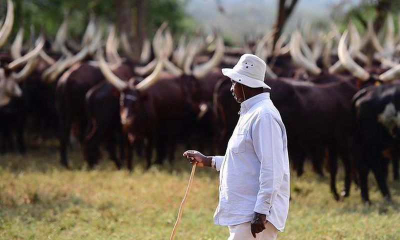 President Museveni at his farm in Kisozi, Gomba recently/Instagram