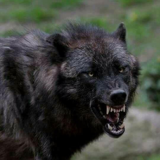 Wolf Hybrids [Pinterest]