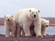 Polar bears are categorised as wild predators.[Business Insider]