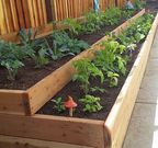 Raised bed gardening is an efficient and visually appealing way to grow fresh vegetables