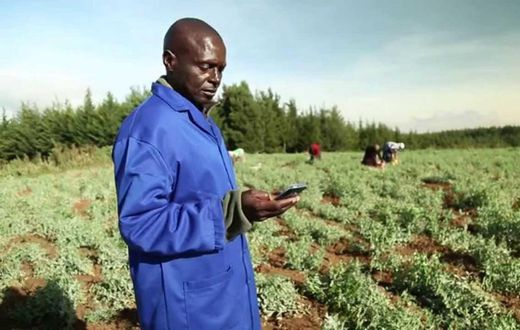 A farmer using their phone to transact
