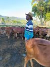 President William Ruto during a visit to his farm in Kilgoris, Narok county
