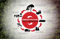 The Conflict Palm Oil cycle of destruction. [Image: Rainforest Action Network]