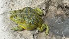 New frog species Pyxicephalus beytelli