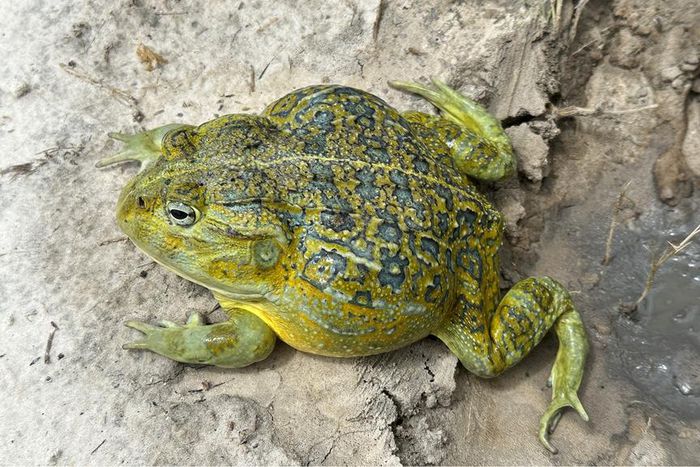 New frog species Pyxicephalus beytelli