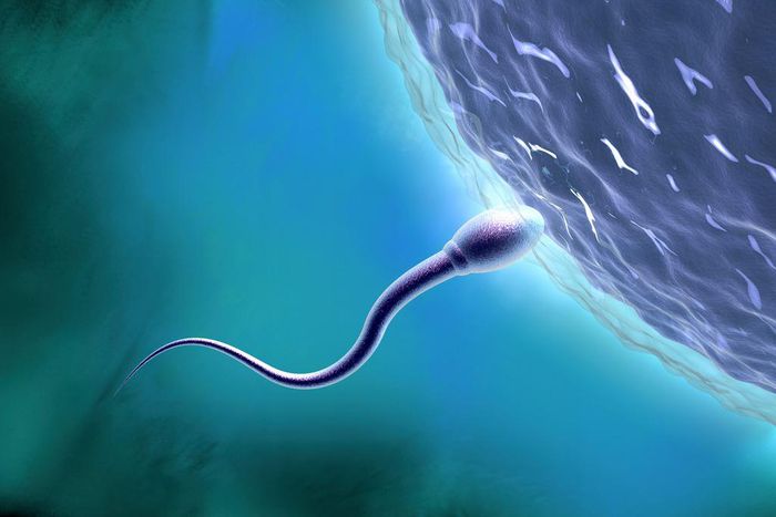 The male contraceptive pill is in the early stages of development.Matthias Kulka/Getty Images