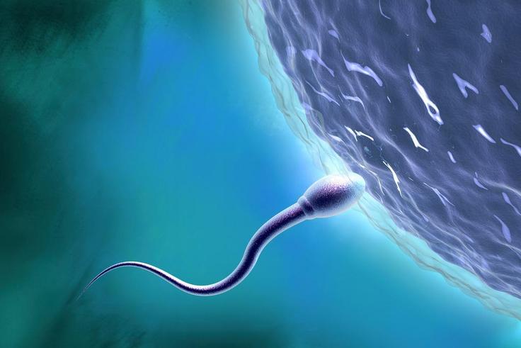 The male contraceptive pill is in the early stages of development.Matthias Kulka/Getty Images
