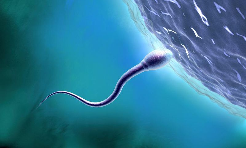 The male contraceptive pill is in the early stages of development.Matthias Kulka/Getty Images
