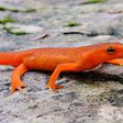 Newts are believed to bring bad luck [chesapeakebay]