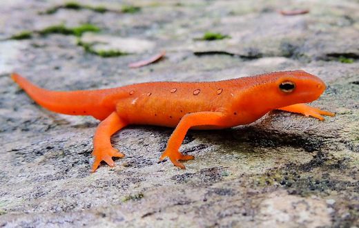 Newts are believed to bring bad luck [chesapeakebay]