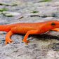 Newts are believed to bring bad luck [chesapeakebay]
