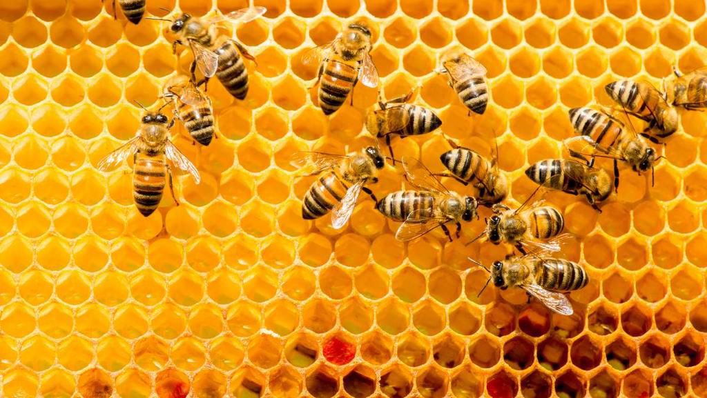 This groundbreaking research found that bees could feel emotions similar to anxiety and depression [Goodfruit]