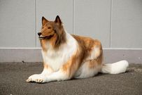 Japanese man transforms into a dog ( courtesy Twitter)