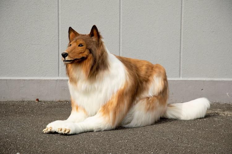 Japanese man transforms into a dog ( courtesy Twitter)
